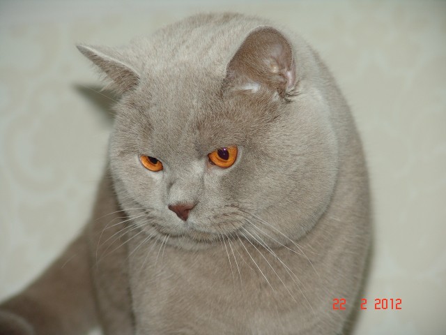 Britisch Kurzhaar Deckkater Lilac mit Stammbaum - Deckkater - Taunusstein