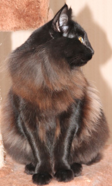 Schwarzes Norwegische Waldkatzen-Mädchen abzugeben - Norwegische Waldkatze - Grebenau-Schwarz