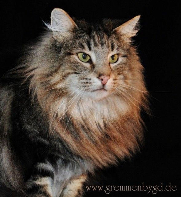 Norweger Prinz abzugeben ... - Norwegische Waldkatze - Glückstadt