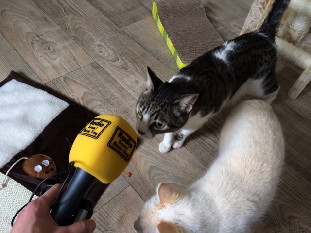Das Katzenhotel Bonn hat noch freie Plätze - Katzensitter - Bonn