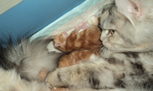 Sibirientaigas-19 Jahre Sibirische Katzen - Sibirische Katze - Heusweiler