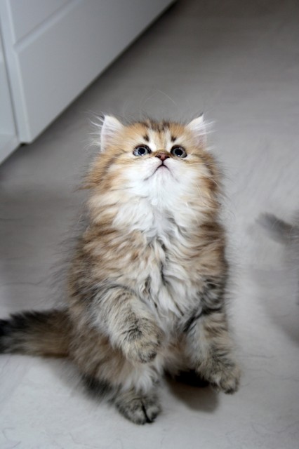Perserbaby, (mit Stammbaum). Perser, Perserkatze, Perserbabys, Perserkatzen   - Perser - Groß-Bieberau