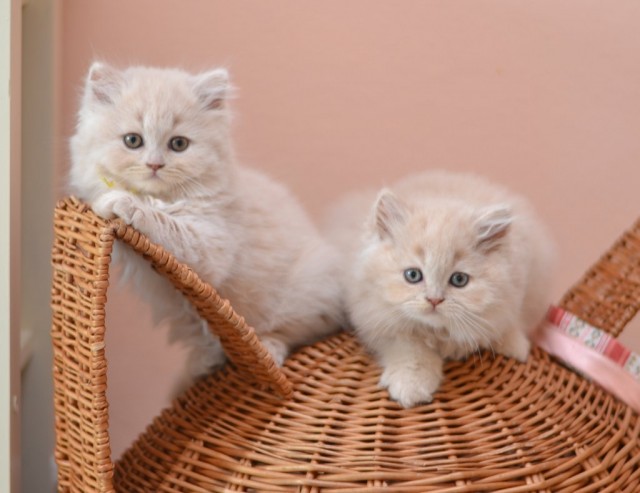 Britisch Kurzhaar und Langhaar Kitten suchen ein neues Zuhause! - British Kurzhaar - Kümmersbruck