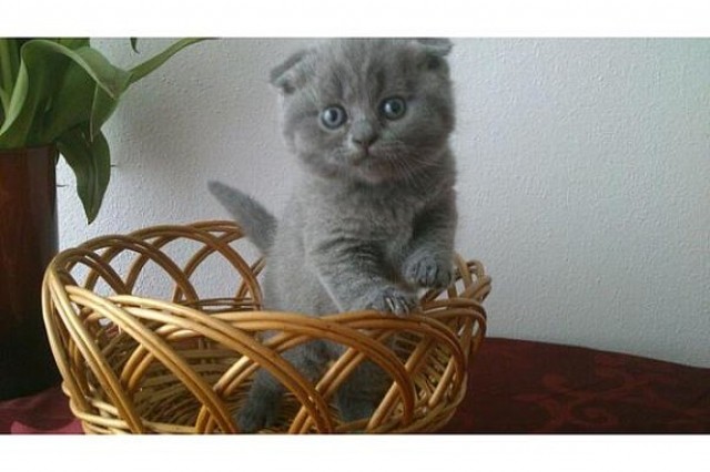  Britisch-Kurzhaar-Katzenbabys vom Züchter BKH von Grenzemann - British Kurzhaar - Bassum