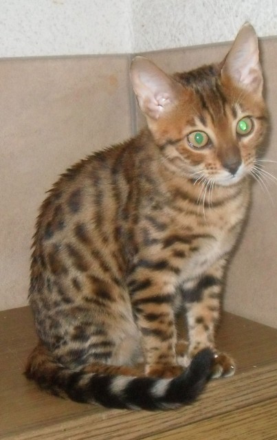 Möchten Sie dieses verschmuste Bengalkitten in Ihre Familie aufnehmen? - Bengal - Reichshof