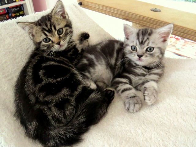 Tabby Zeichnung Britisch Kurzhaar Silber Tabby Del