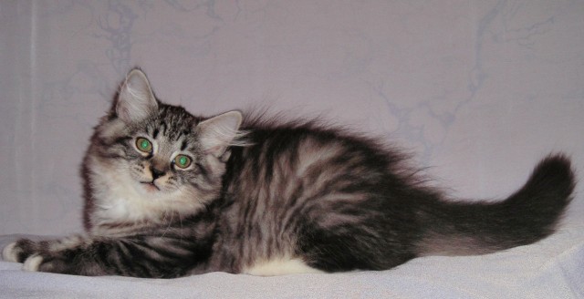 Sibirische Katzen aus Russland - Sibirische Katze -       