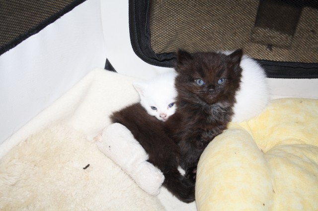 Wunderschöne BKH / Türkisch Van Mix Kätzchen Kitten - British Kurzhaar - Lübeck