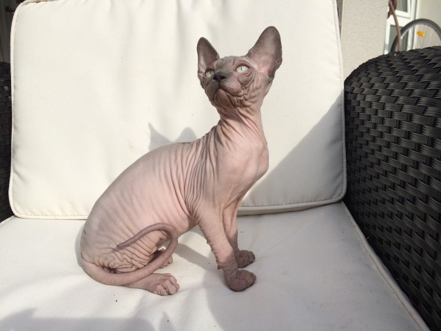 Canadian Sphynx Kitten Dark Knight of NikiArt - Sphynx - Weiterstadt