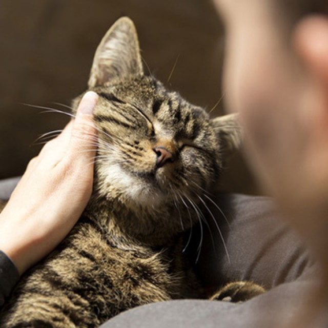 Liebevolle Katzenbetreuung in München - Katzensitter - München