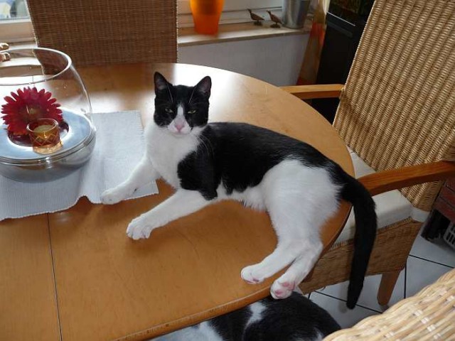 Katzenkind Caramelo- der Oberschmuser.... - Hauskatzen - Oberhausen