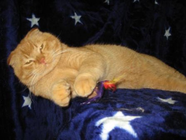 Scotish Fold Prinz BartholoMeow mit Papieren sucht ein neues Königreich! - Scottish Fold - Bremen