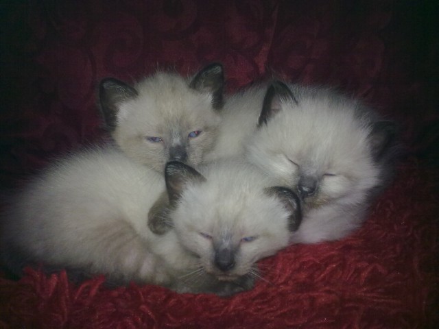 SÜßE SIAMBABYS ZU VERKAUFEN - Siam - Stuttgart