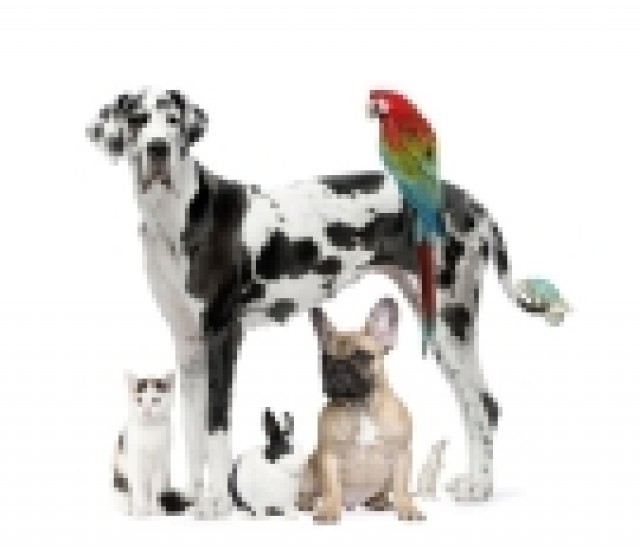 Conny`s Tierbetreung - Katzensitter - Langweid
