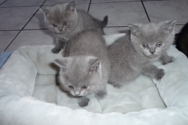 2 blaue BKH Katerchen suchen ein Zuhause - British Kurzhaar - Lippstadt