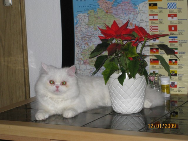 Perser Deckkater  - Deckkater - Meiningen