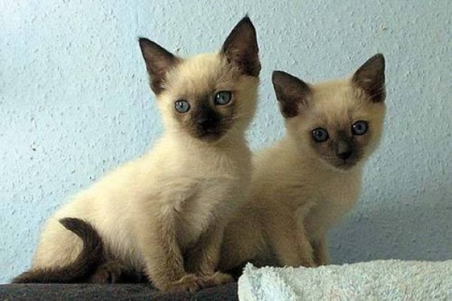 Wir haben süße Siamkitten - Siam - Dresden