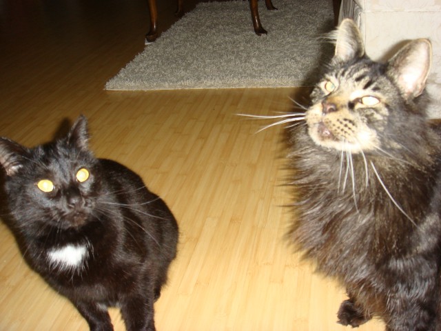 Maine Coon Kater und Mischlingskatze - Maine Coon - Freiberg a.N.