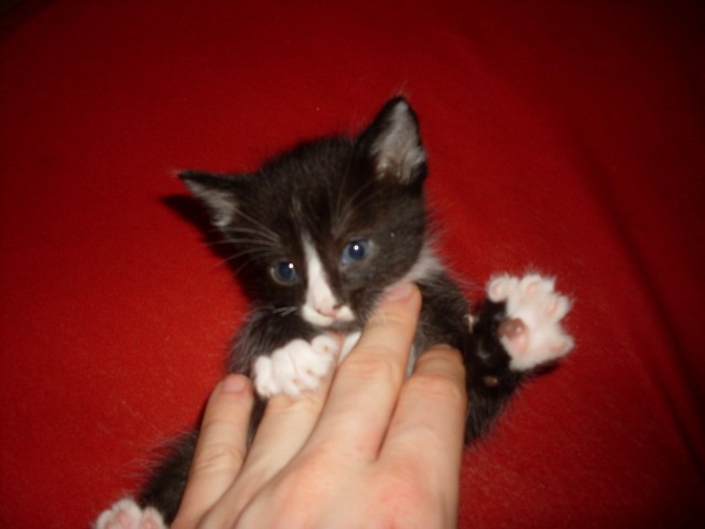 2 kleine siammixe suchen noch ein neues zuhause - Mischling - Solingen