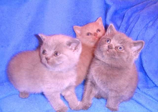 1 Kartäuser/BKH Kater (reinblau), 2 Kartäuser/BKH Mädchen (reinblau u. lilac) - Kartaeuser - haltern