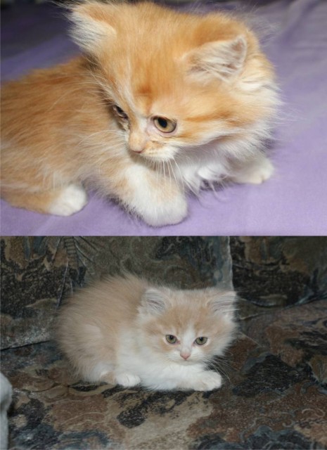 Hallo und guten Tag aus der Weltmetropole Wittenberg - Perser - Lutherstadt Wittenberg