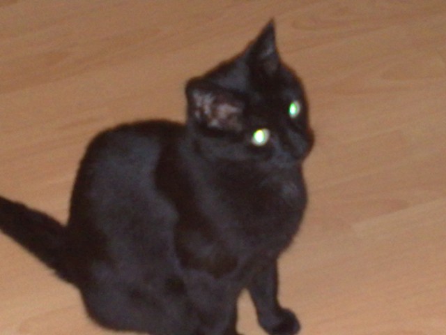 Suche Katzensitting auf Gegenseitigkeit - Katzensitter - München