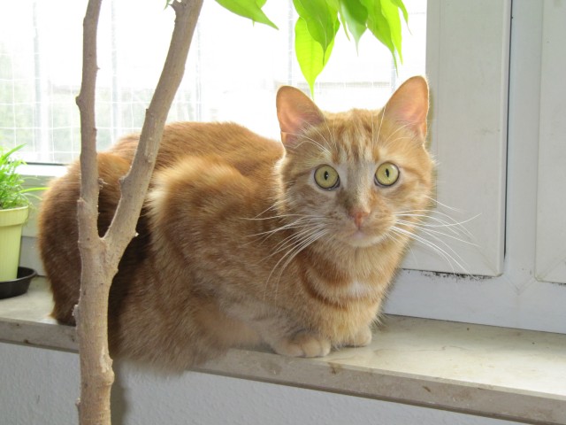 Roter Perser-Mix-Kater - Mischling - Bochum