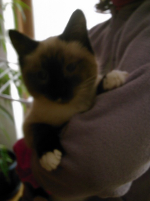 Radgoll-Thai-Mädchen - Ragdoll - frauenstetten