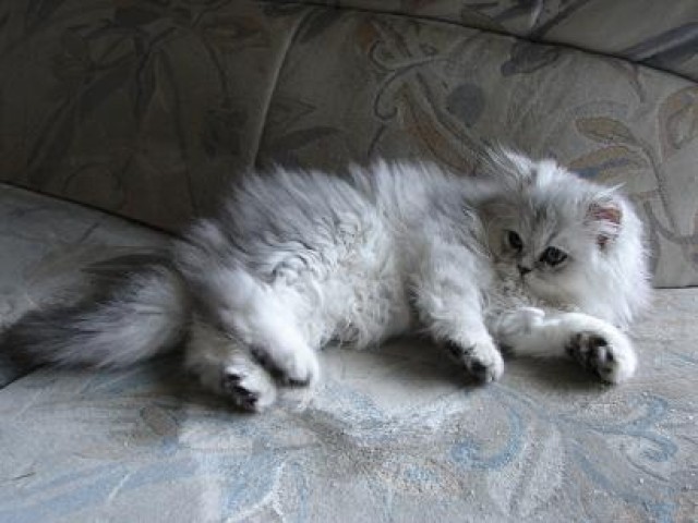 Deckkater für unsere reinrassige Perserkatze gesucht - Deckkater - Radolfzell