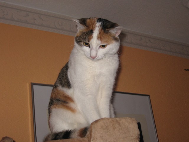 Glückskatze (3-farbig) - Hauskatzen - Kaufbeuren