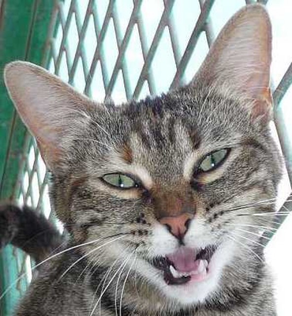 Schmusige Tigerkatze Mentira - Hauskatzen - Oberhausen