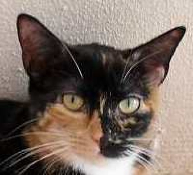 Dreifarbige, liebe Katze Martina! - Hauskatzen - Oberhausen