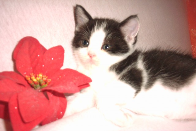 Bicolour Mixkitten - Mischling - Breckerfeld