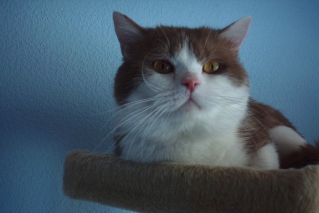 Bicolour Deckkater - Deckkater - Breckerfeld