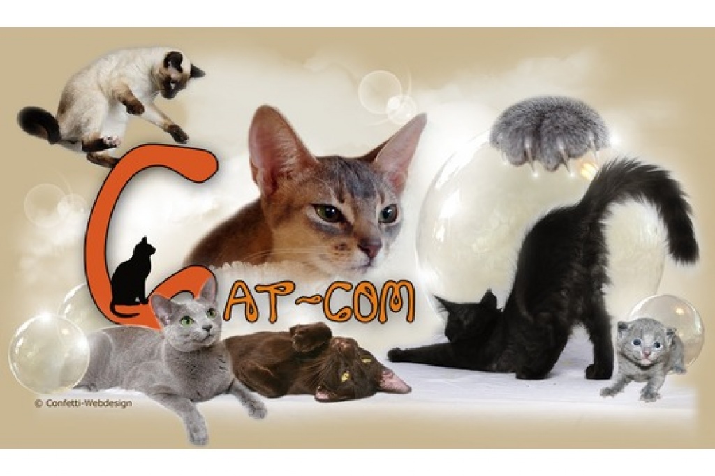 Die Cat-Com, eine Gemeinschaft von Hobbyzüchtern informiert... - Abessinier - Raum Braunschweig