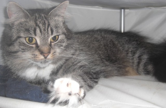 Suche Deckkater in Hamburg - Deckkater - Hamburg