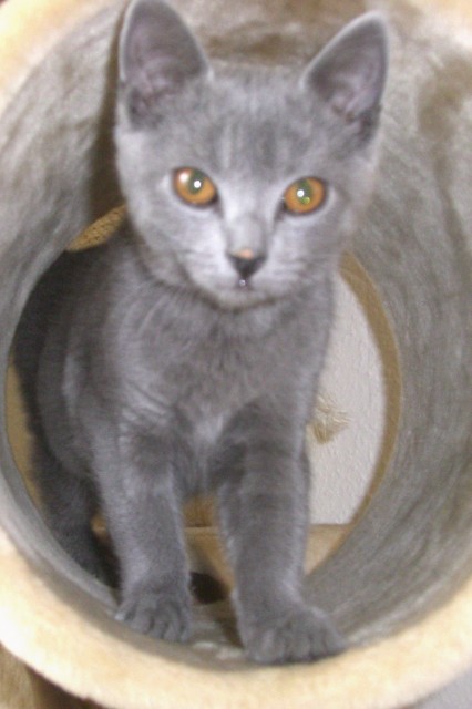 Chartreux/Kartäuser die Echten!!! - Kartaeuser - Eslohe