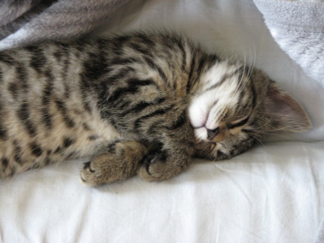Deckkater für unsere süße Sugar gesucht ! - Deckkater - Dresden