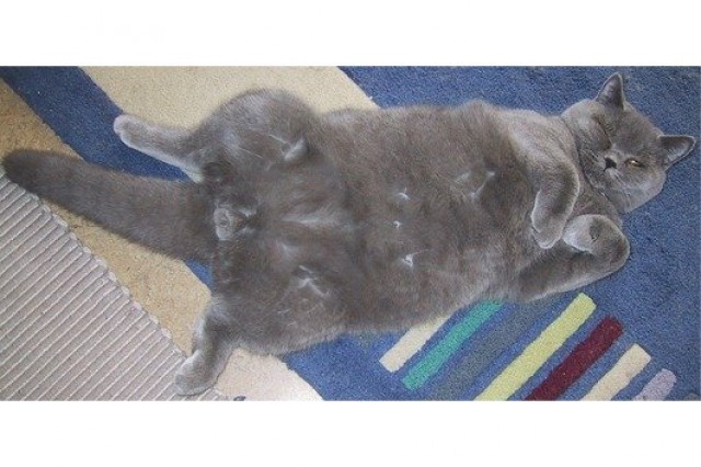 Junger BKH Blau Deckkater  - Deckkater - Stein