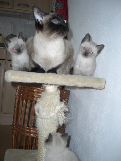Süße 2 Siamkitten ab 04.06.10 abzugeben - Siam - Fulda