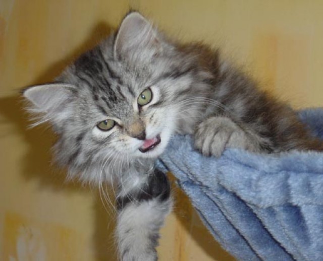 Sibirientaigas-Sibirische Katzen/Neva Masquerade - Sibirische Katze -  Heusweiler-Holz/Saarland