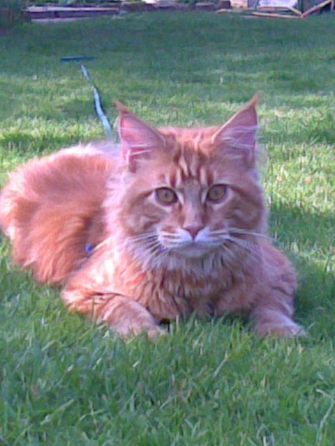Maine Coon Rot Deckkater - Deckkater - ludwigshafen