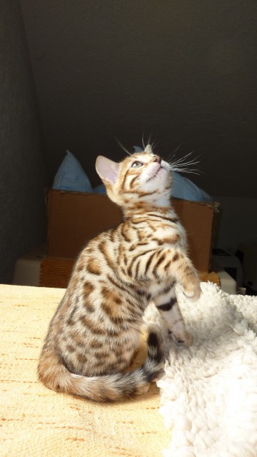 Bengal Kitten mit wundervoller Zeichnung - Bengal - Hemer