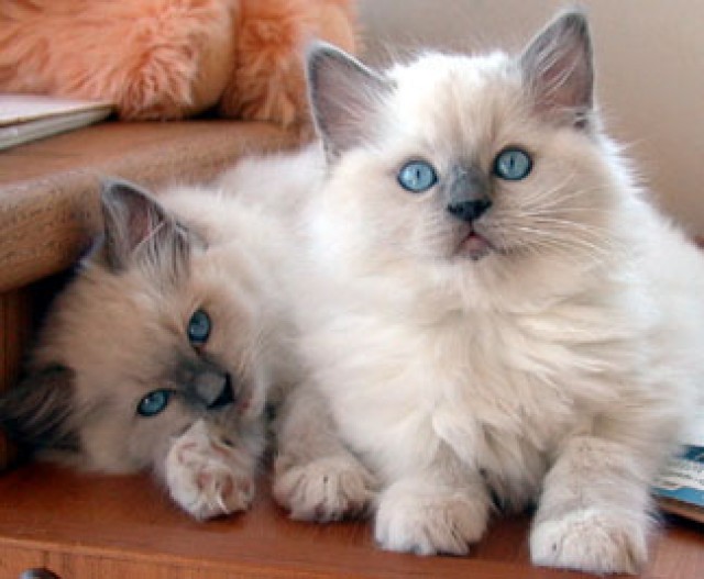 Ragdoll Kitten - Ragdoll - Flensburg