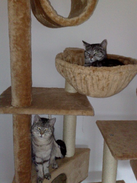 Wir wollen nicht ins Tierheim!! - Hauskatzen - Hagen