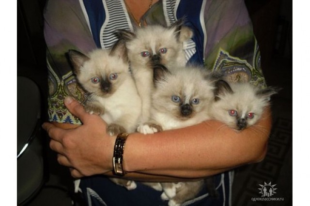 Thai-Heilige Birma-Edelmix Kätzchen - Birma - Düren