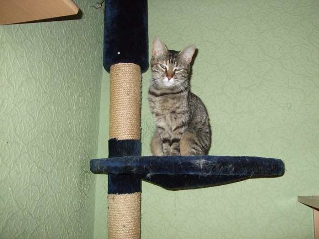 Liebe, bescheidene Tigerkatze wartet in OB - Hauskatzen - Oberhausedn