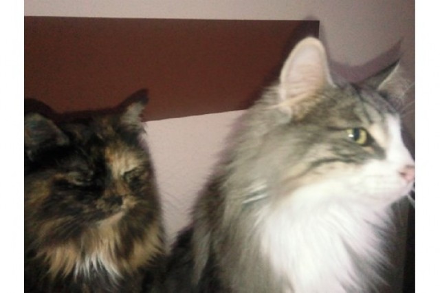 Norwegische Waldkatze (m)+Sibirische Waldkatze (w) - Sibirische Katze - Richard-Wagner-strasse Norwegische Waldkatze (m)+Sibirische Waldkatze (w) - Sibirische Katze - Richard-Wagner-strasse