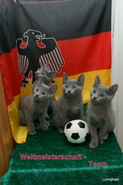 Russisch Blau Kitten - Russisch Blau - Frankfurt am Main