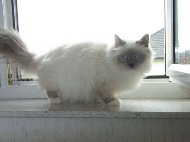 Birma Katerchen, Wohnungskatze sucht liebevolles Zuhause auf Lebenszeit - Birma - Frankfurt am Main